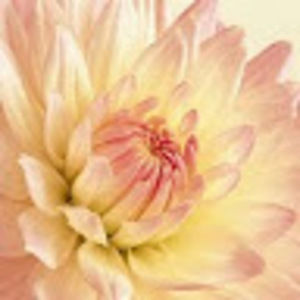 Meet your Posher, Kae